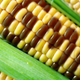 Image for article titled What Are GMO Foods, And Are They Okay To Eat?